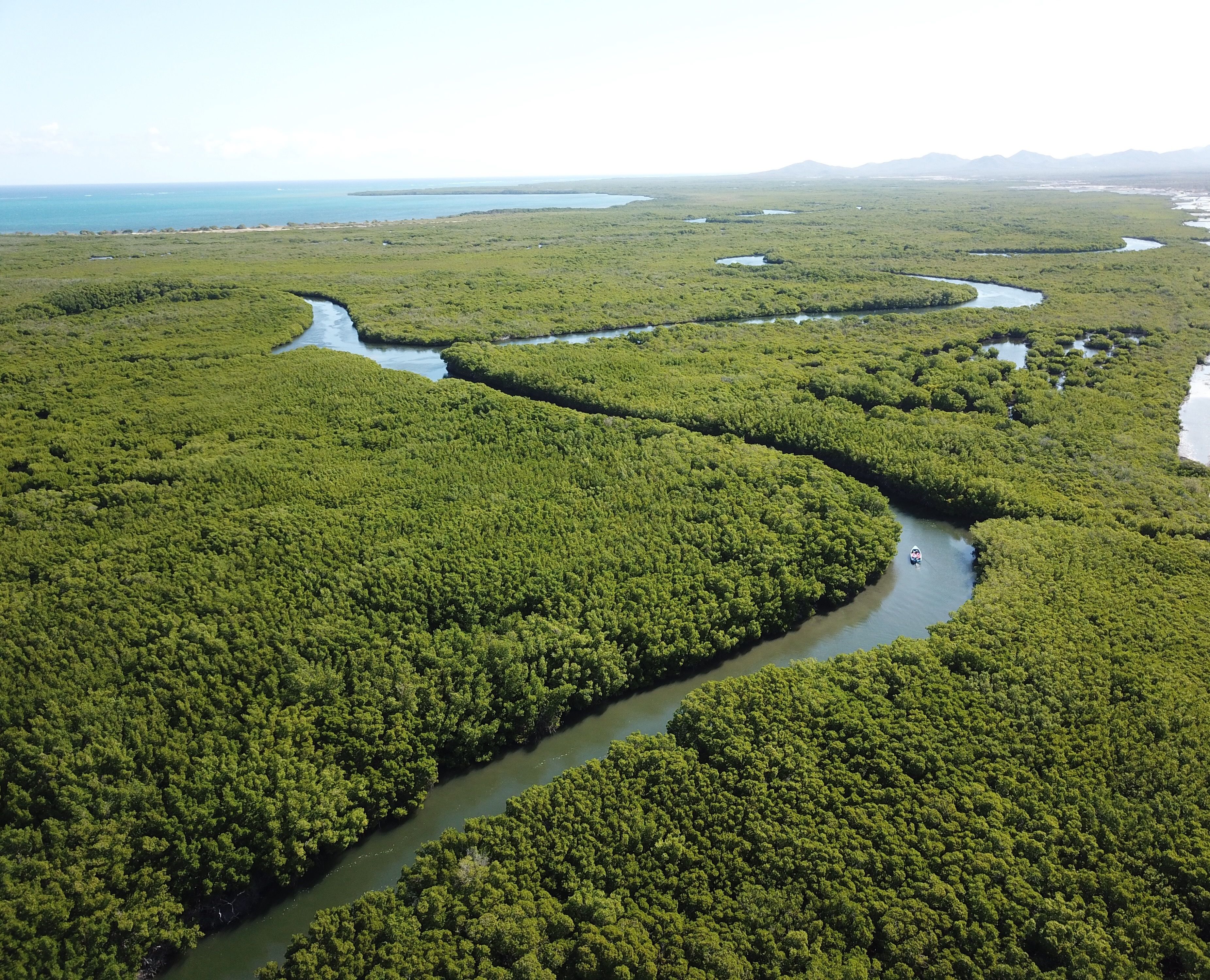 An aerial view of a dense mangrove forest with winding waterways.