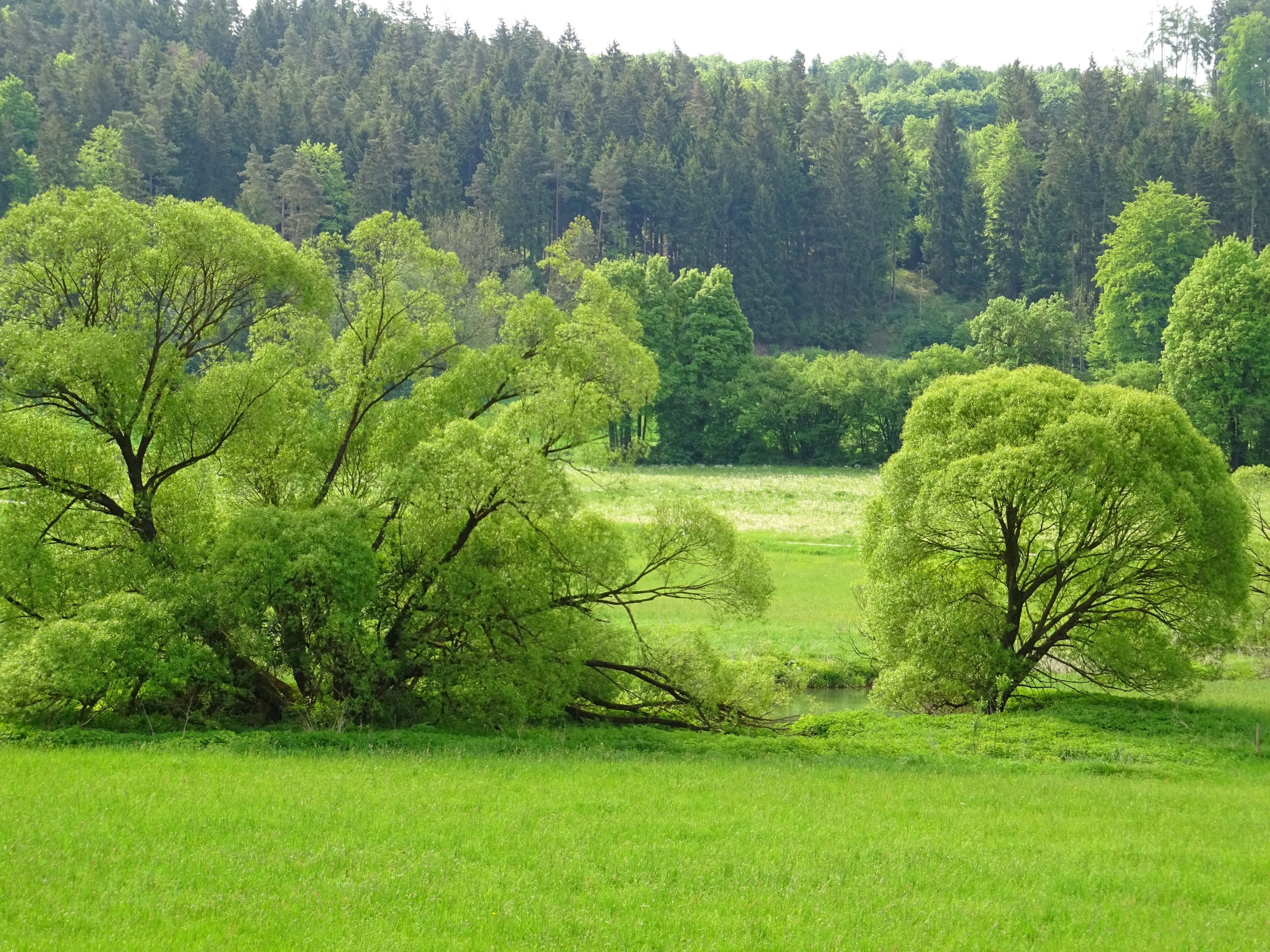 A lush green landscape with a variety of trees and a dense forest in the background.