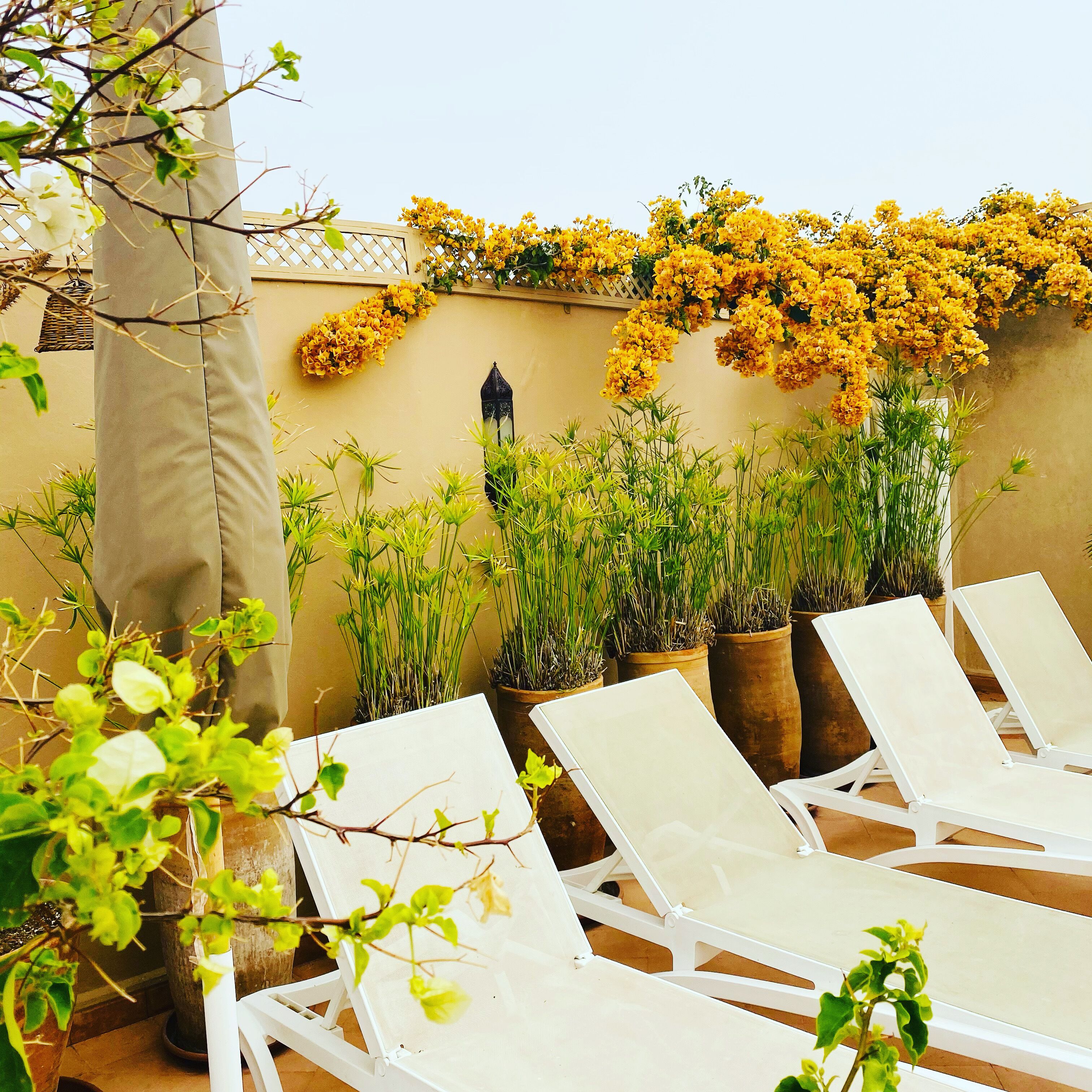 A terrace with white lounge chairs, potted plants, and yellow flowers against a wall.