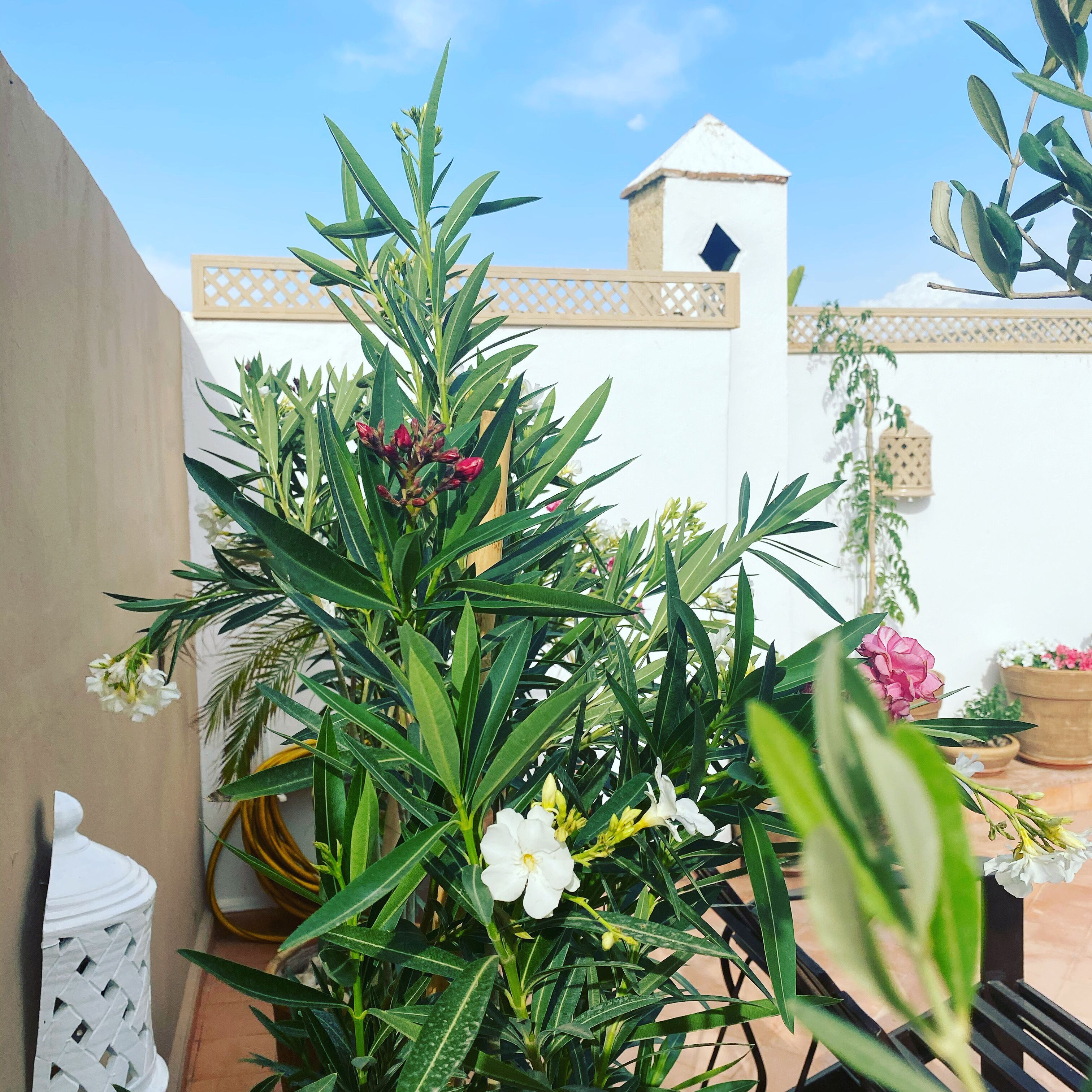 Photo - Riad Les Orangers D'alilia