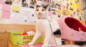 A cat sitting on a wooden floor with a pink pet bed and a green basket nearby. - Hi Korea Guest House - Hostel, Caters to Women (Busan)