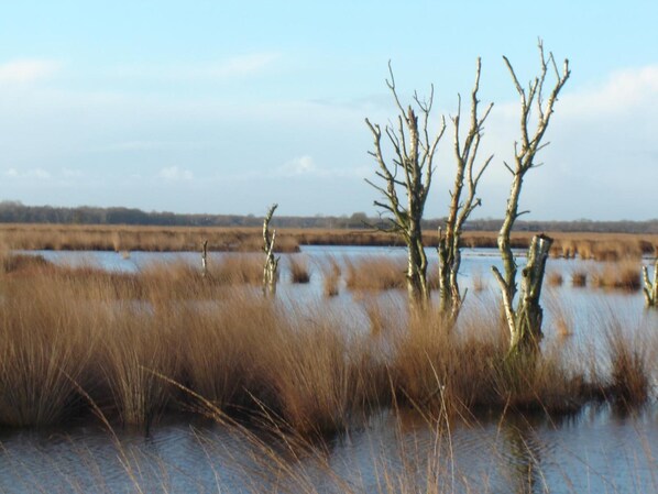 A natural landscape with a marshy area, water, and leafless trees. - Bitter en Zoet (Veenhuizen)