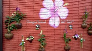 A red brick wall with a large pink flower mural, various potted plants, and a sign reading "Chiang Mai Thailand." - Naruncha Green House (Chiang Mai)