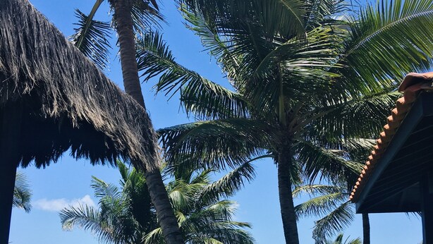 A beach view with palm trees, a thatched roof structure, and a grassy area with lounge chairs. - Anaui Pousada (Ipojuca)