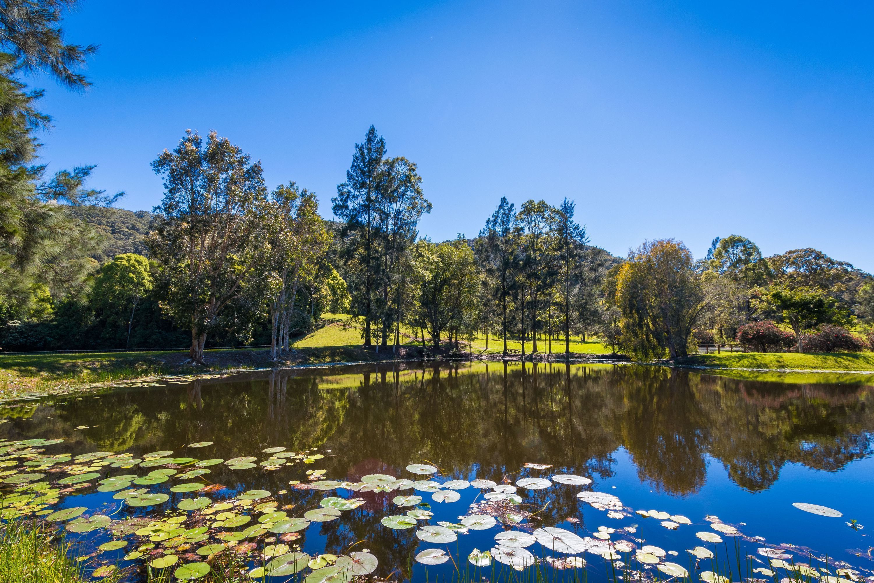 A serene lake with lily pads and trees reflecting on the water.
