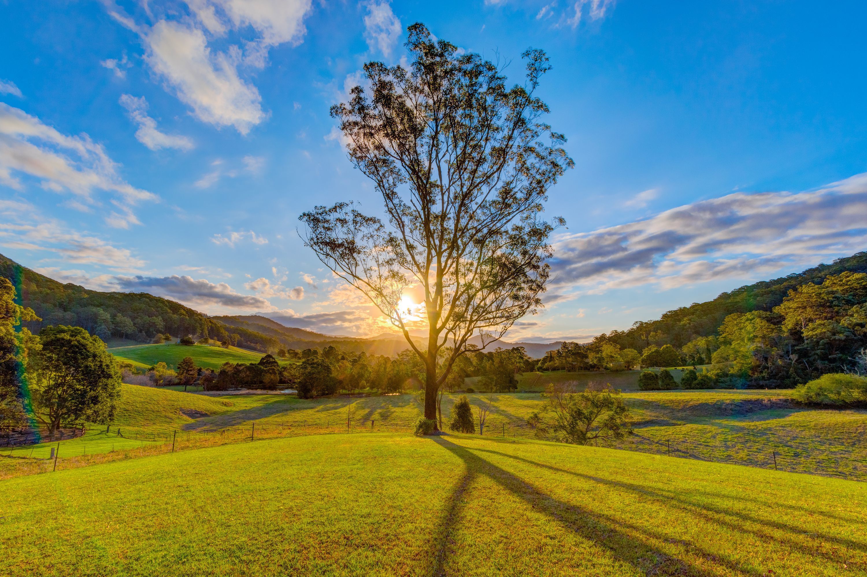 A tree in a grassy field with a clear sky and distant hills.