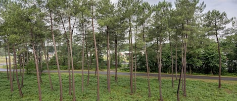 A forest of tall pine trees with a road in the background.