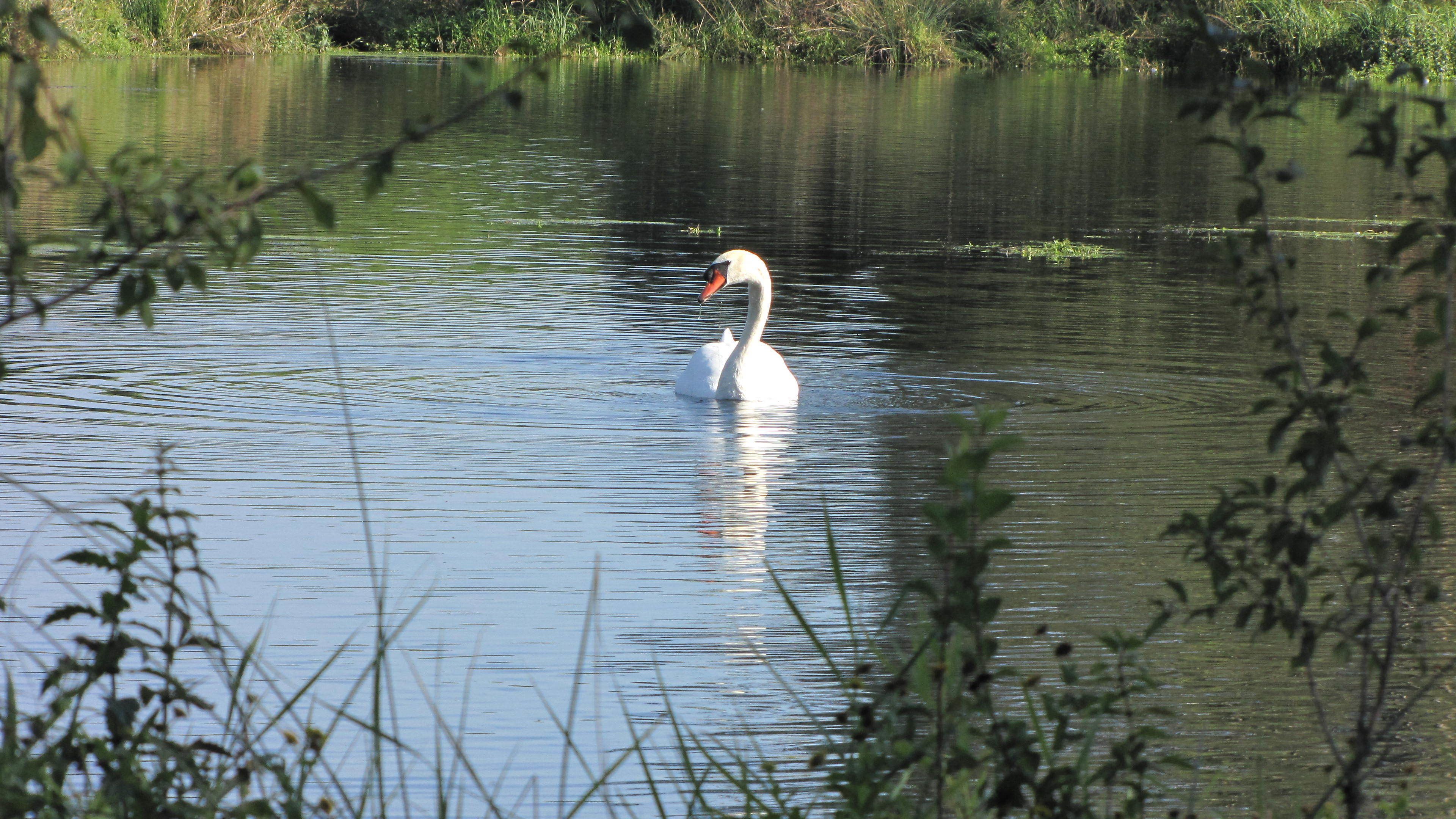 Ein Schwan schwimmt in ruhigem Wasser, im Hintergrund grüne Vegetation.