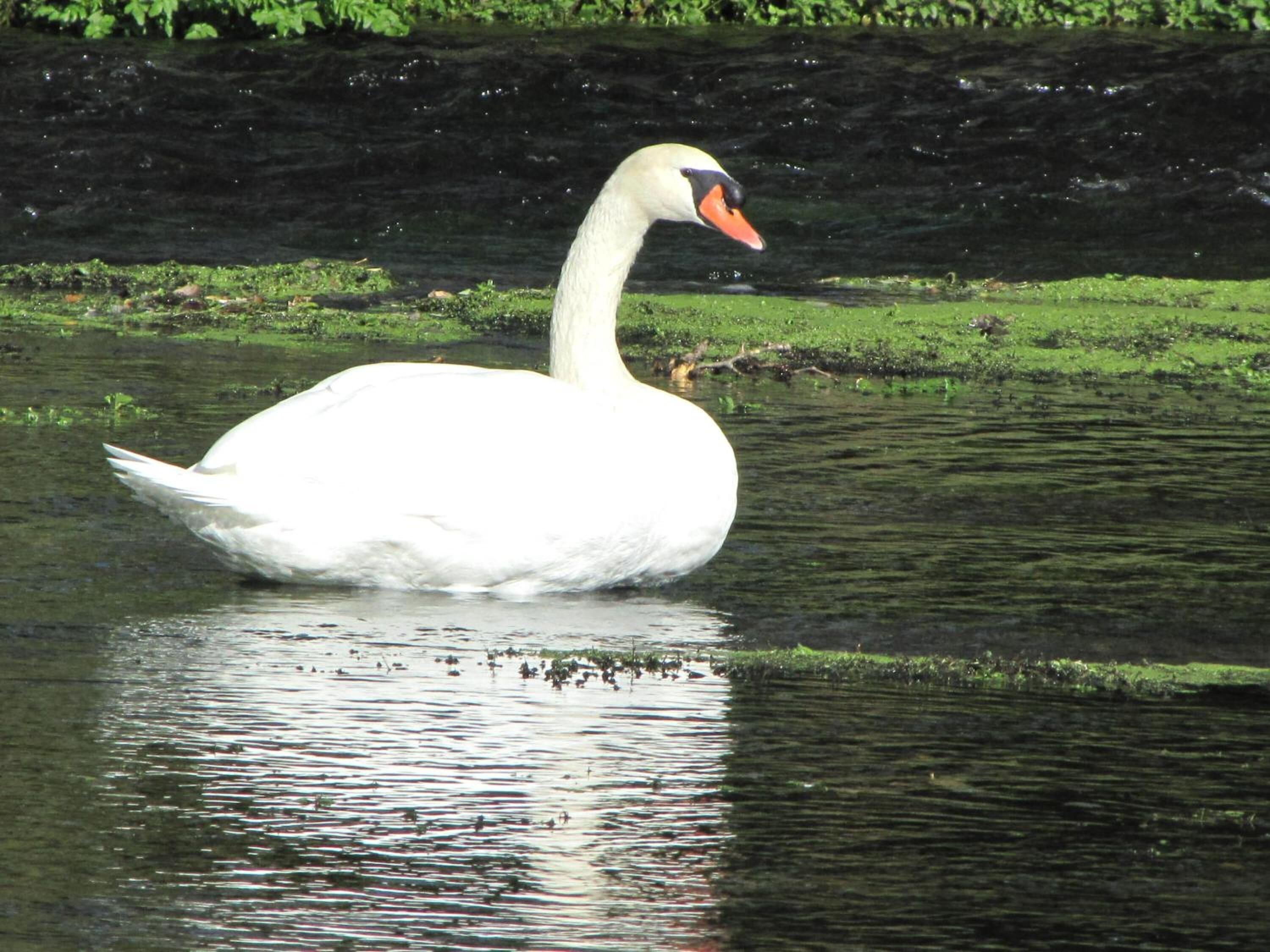 Ein weißer Schwan schwimmt auf ruhigem Wasser, im Hintergrund ein Ufer mit Gras.