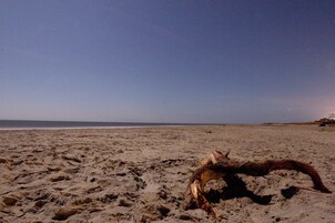 A sandy beach with a large, curved object in the foreground.