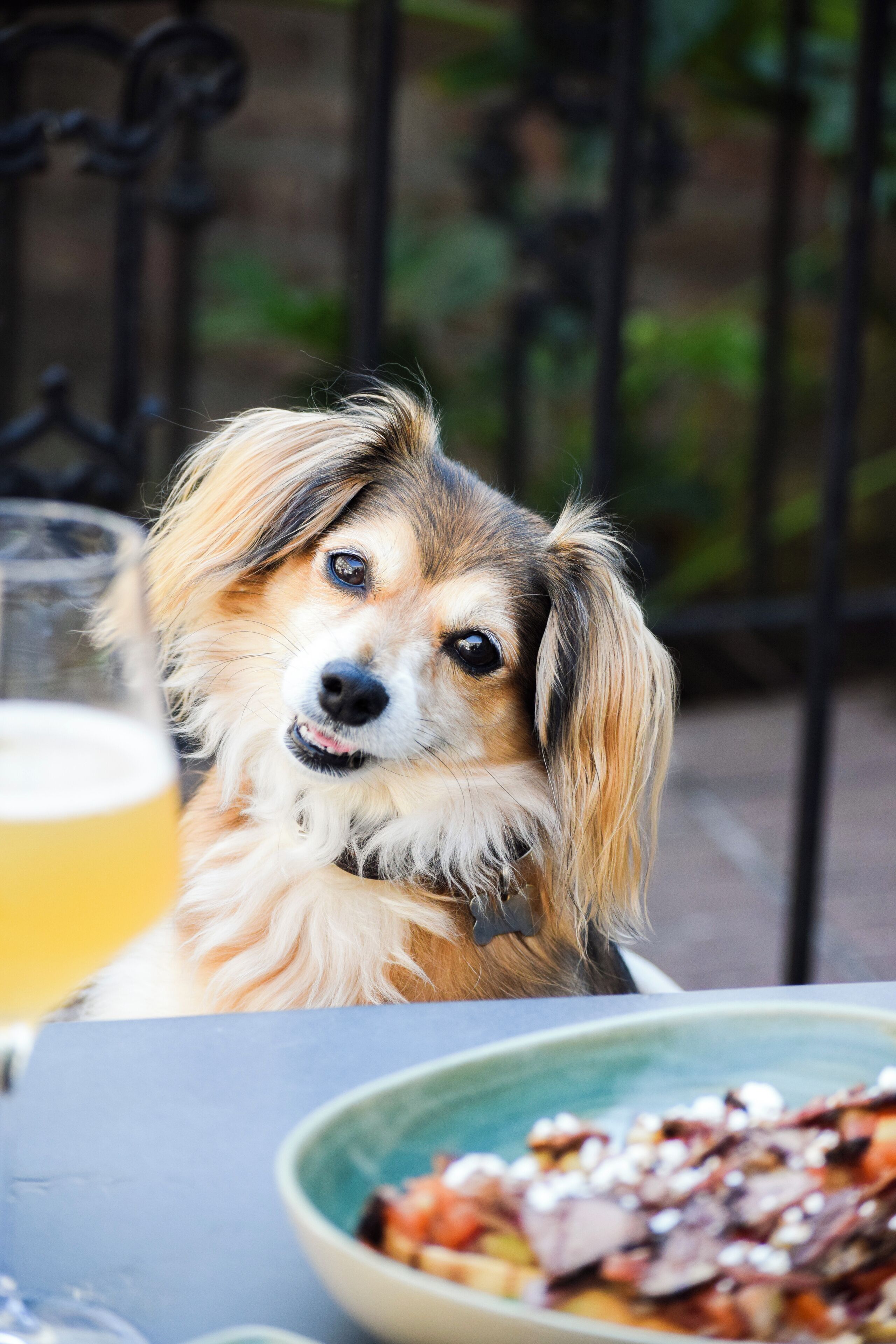 Een hond zittend aan een tafel met een glas bier en een kom voedsel.