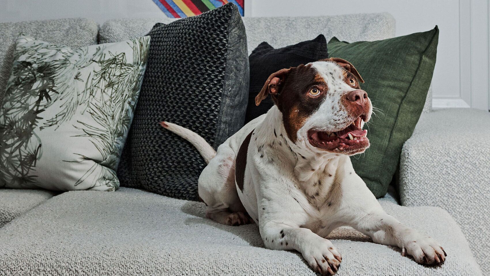 Un perro recostado sobre un sofá con cojines estampados y una manta con textura.