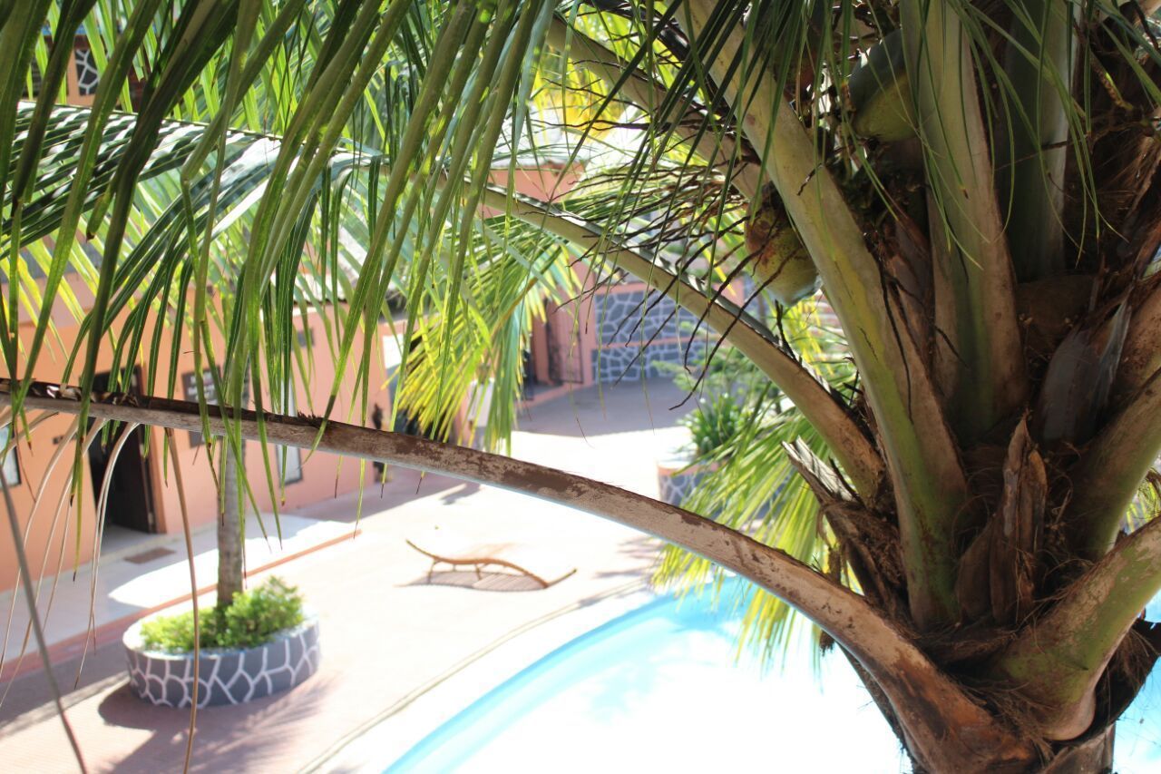 Una palmera en un patio con piscina y un edificio al fondo.