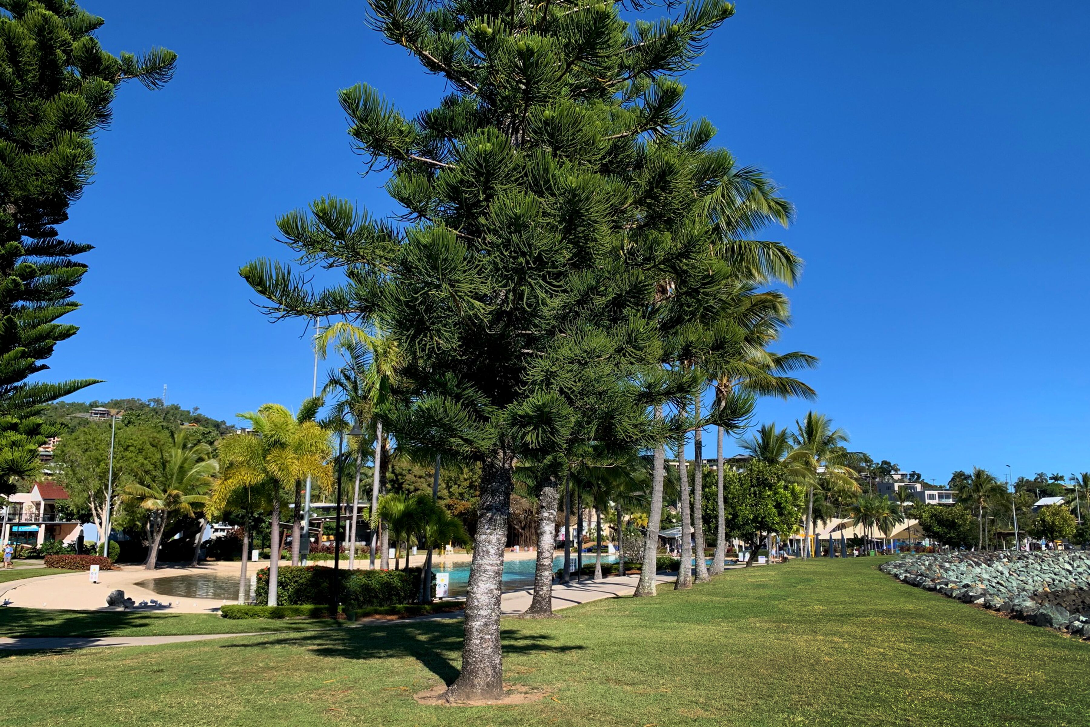 A park with a large coniferous tree, palm trees, and a pathway leading to a body of water.