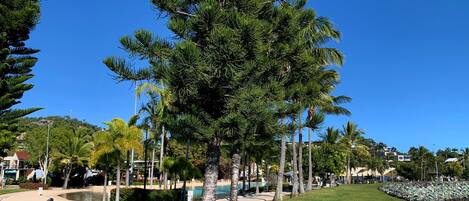 A park with a large coniferous tree, palm trees, and a pathway leading to a body of water.