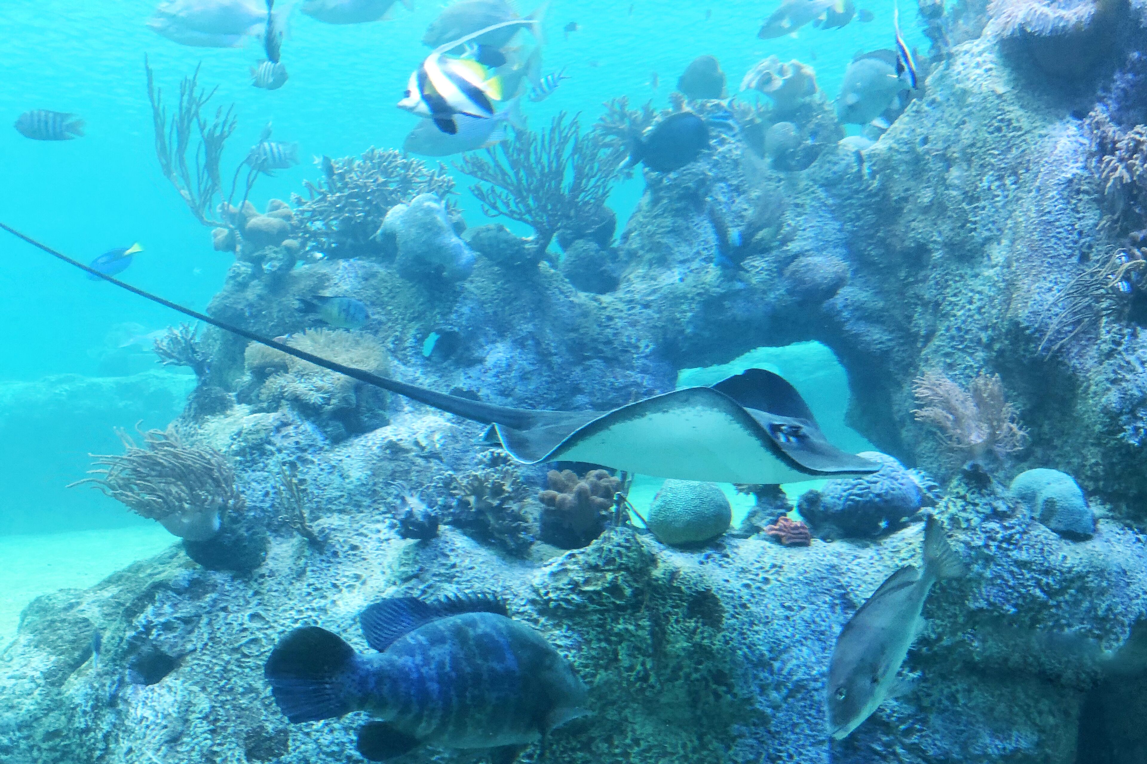 An underwater scene with various marine life and coral formations.
