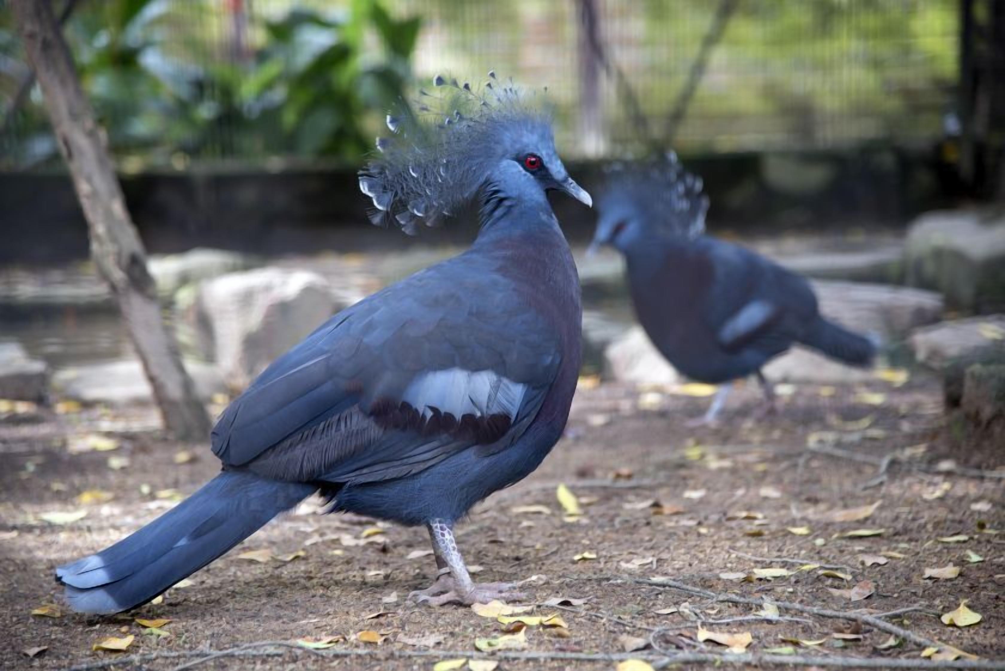 Dos aves con distintivas crestas y plumaje gris en un entorno natural.