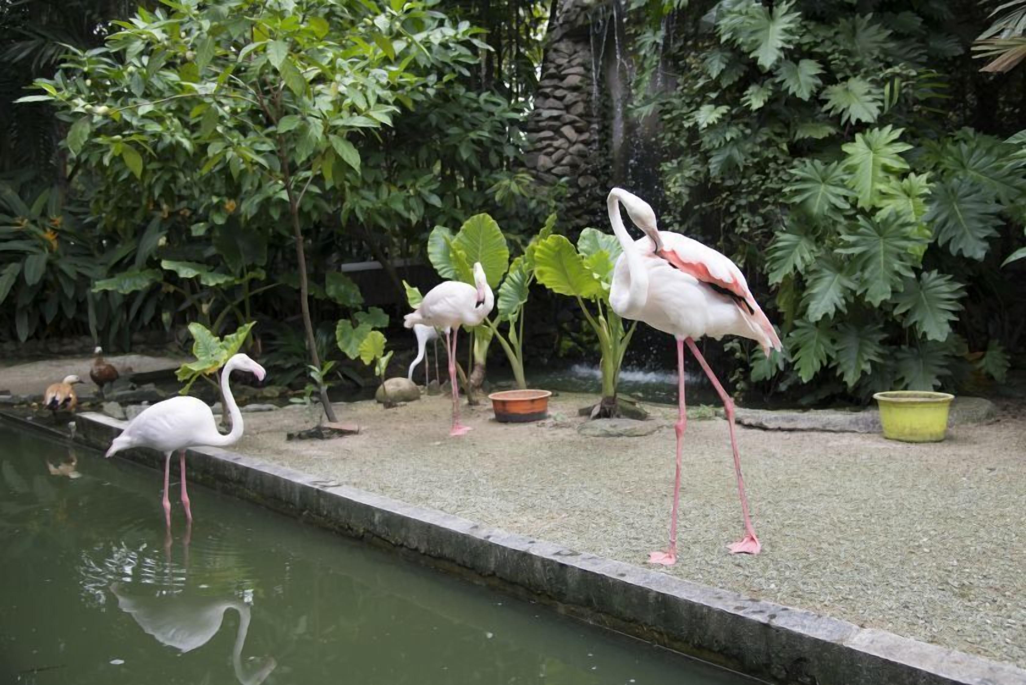 Un estanque con flamencos y cisnes, rodeado de abundante vegetación y un muro de piedra.