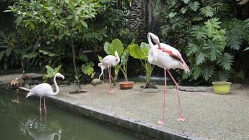 Un estanque con flamencos y cisnes, rodeado de abundante vegetación y un muro de piedra.