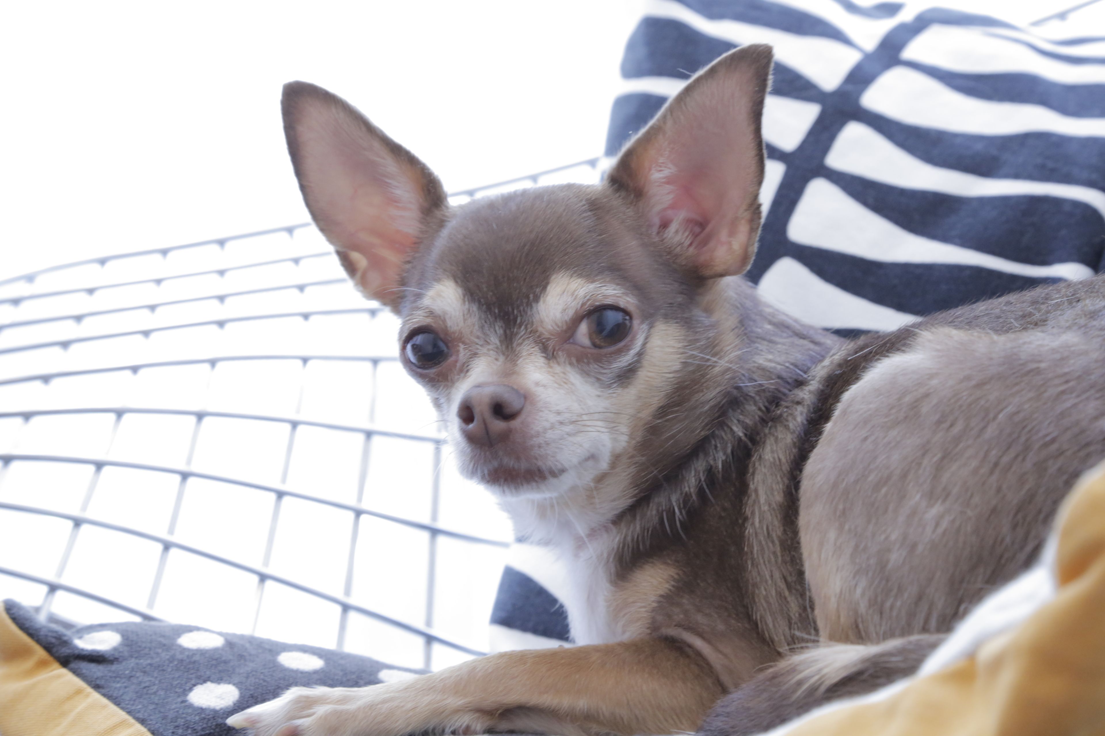 Photo - B&B Belgravia