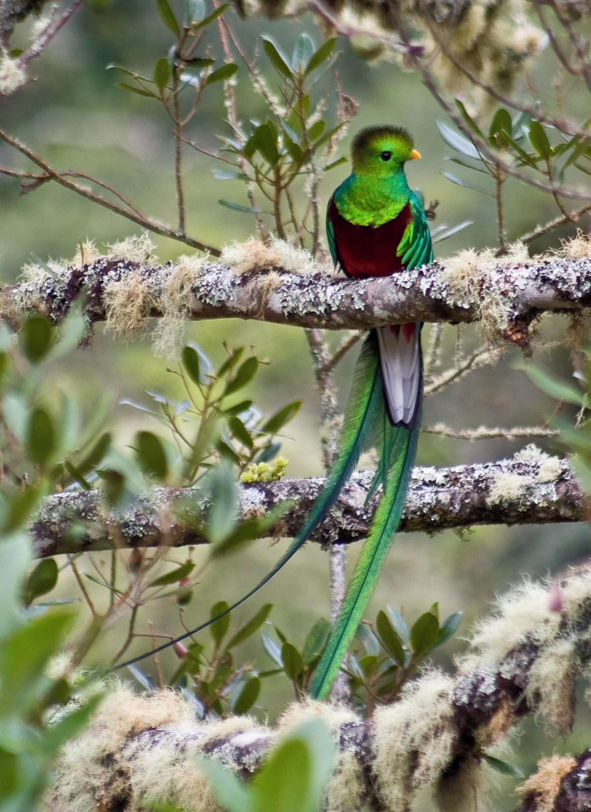 Photo - Trogon Lodge
