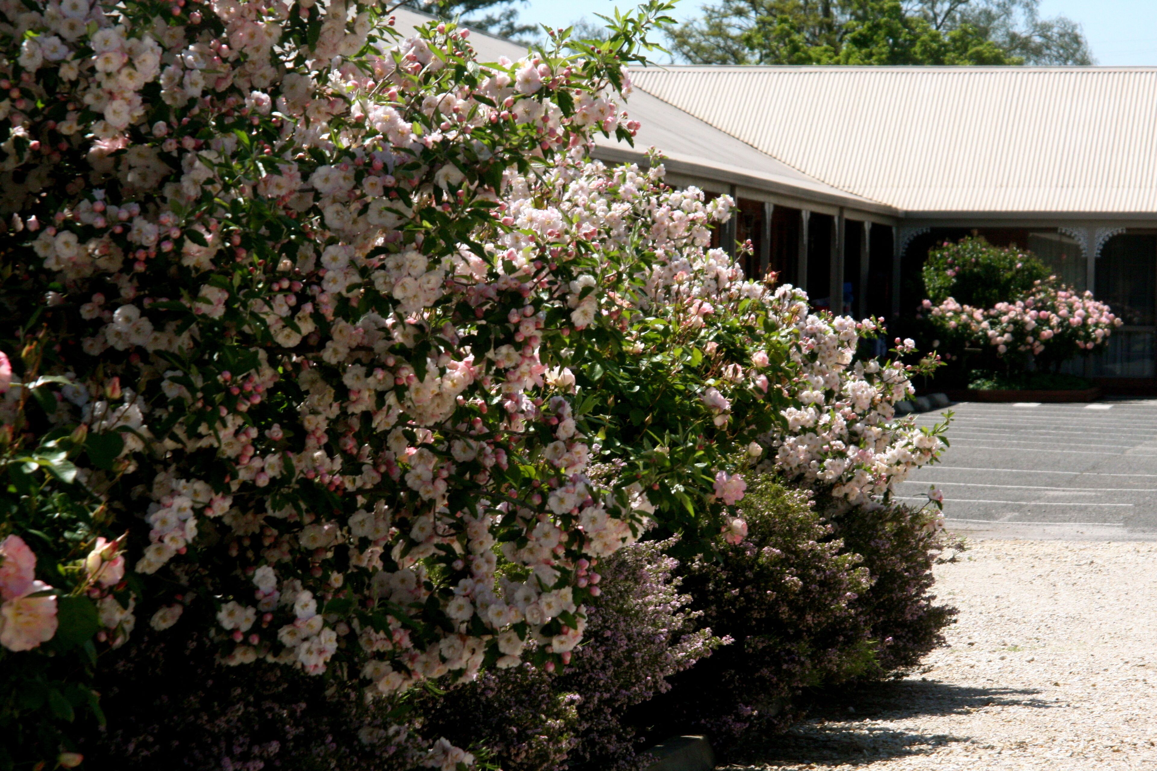 Un bâtiment doté d’une galerie couverte et d’un jardin où s’épanouissent des fleurs roses.