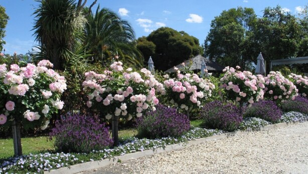 A garden with rows of pink and white flowers, surrounded by gravel paths and various shrubs. - Wine Village Motor Inn (Rutherglen)
