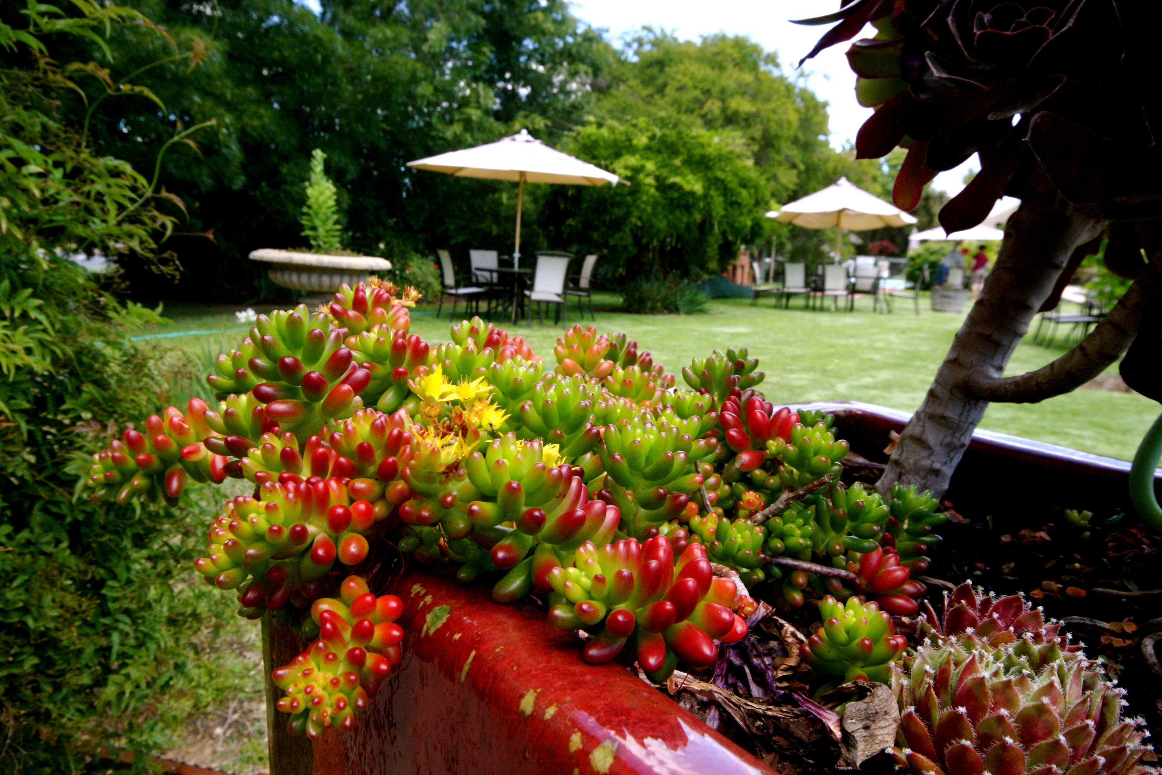 A garden with various plants and a dining area with tables and chairs.