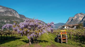 Viñedo con enredaderas moradas en flor, un tractor y montañas al fondo.