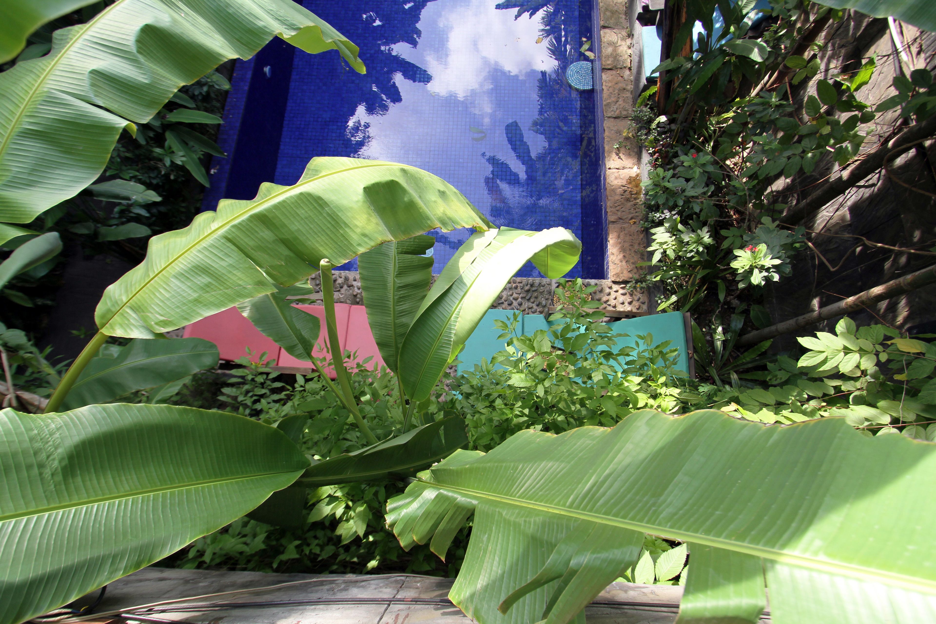 outdoor pool, pool umbrellas, pool loungers