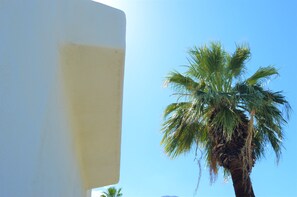 A palm tree against a clear sky, with a white building partially visible. - Musicland Hotel (Palm Springs)