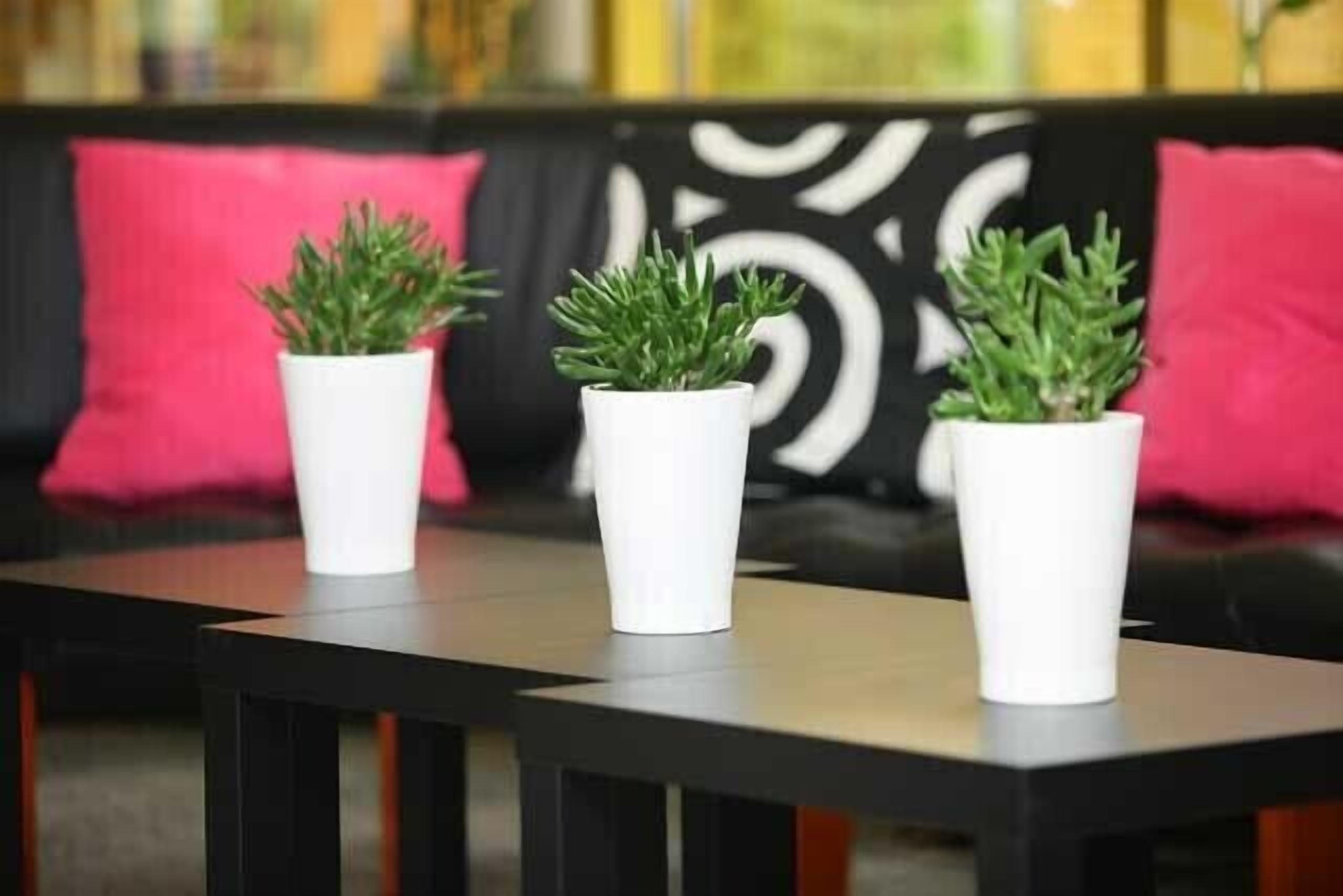 Trois jardinières blanches contenant des plantes vertes sont posées sur une table noire, dans une pièce où se trouve un canapé noir et blanc à motifs et des coussins roses.