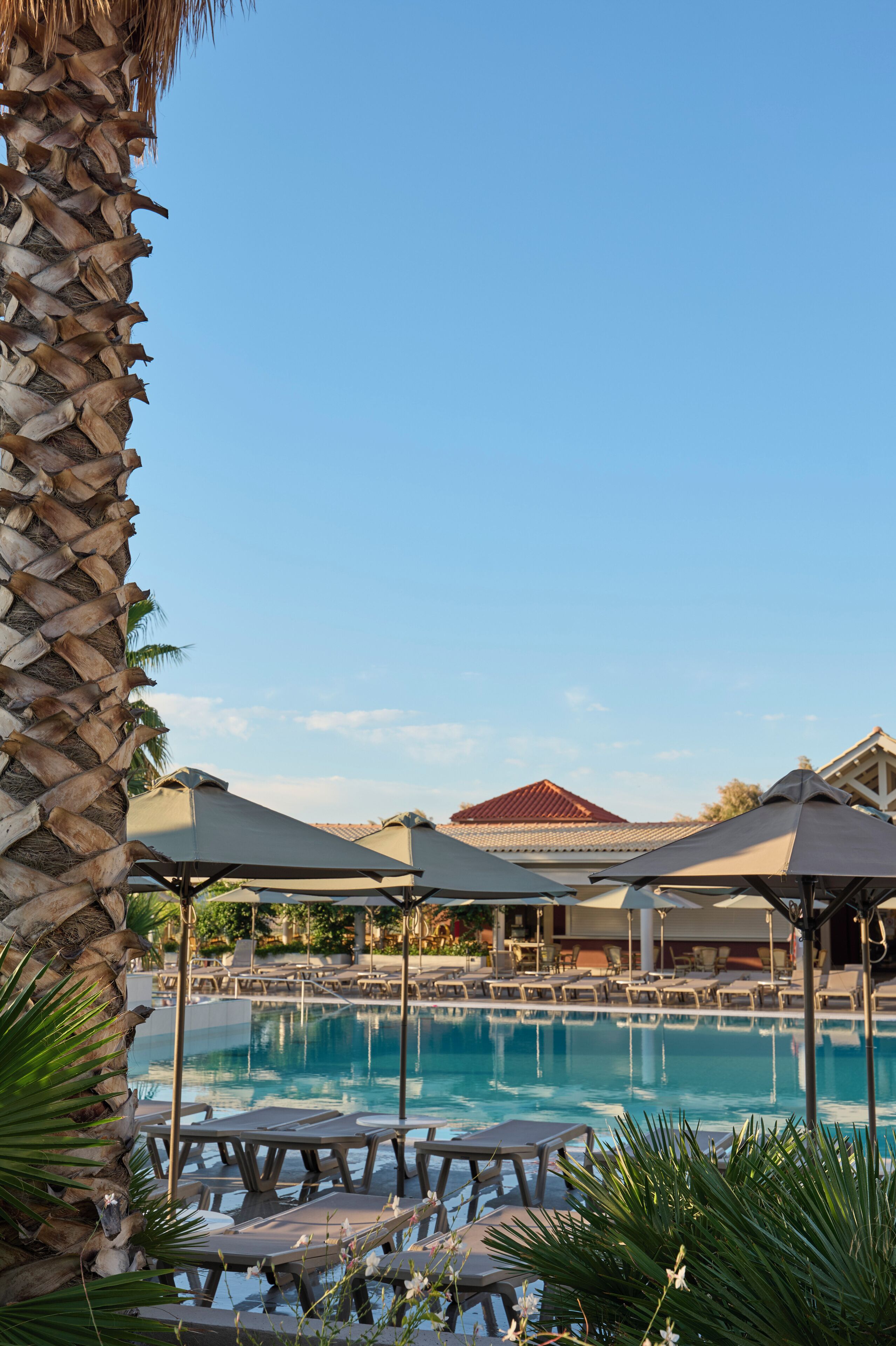 A pool area with lounge chairs and umbrellas, a palm tree, and a building with a red roof in the background.