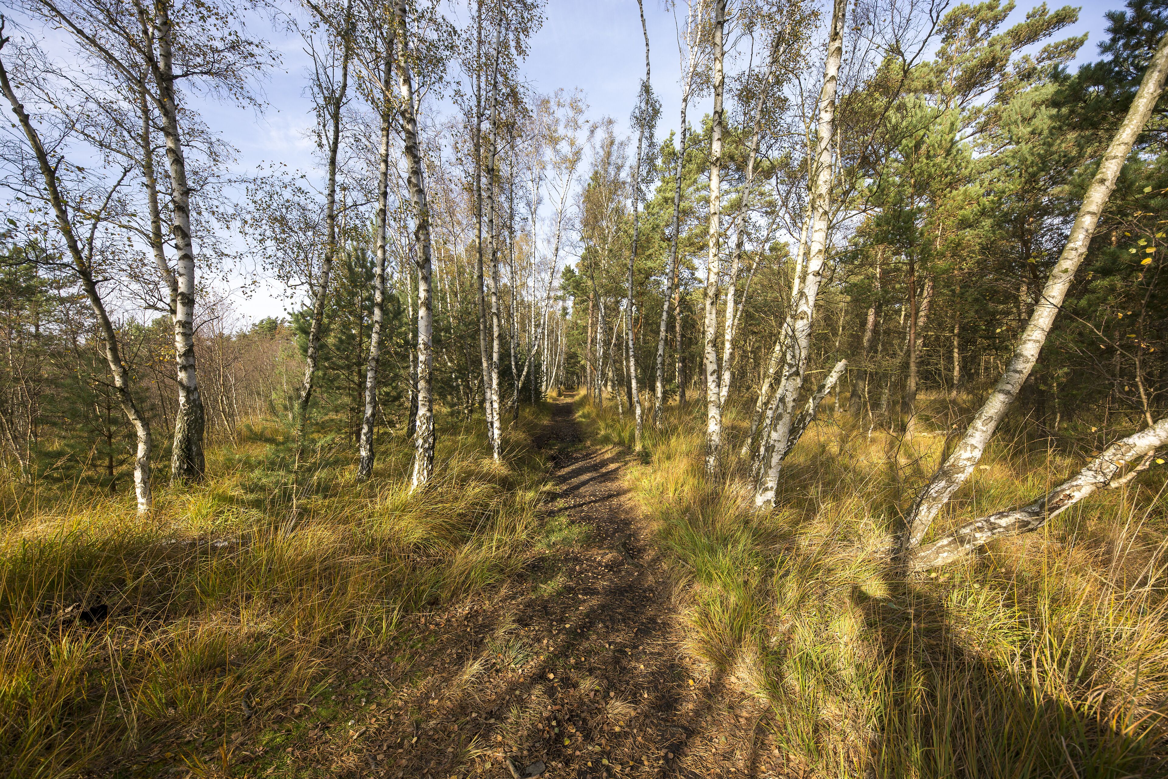 Ein Waldweg mit Birken und Gras.