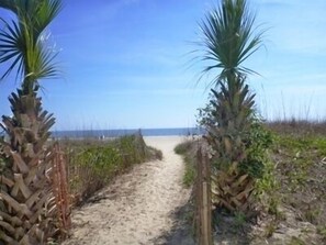 A sandy pathway flanked by palm trees leading to a beach. - The Gardens at Beachside Colony (Tybee Island)