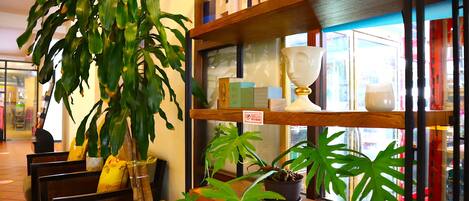 A seating area with chairs and a large potted plant.