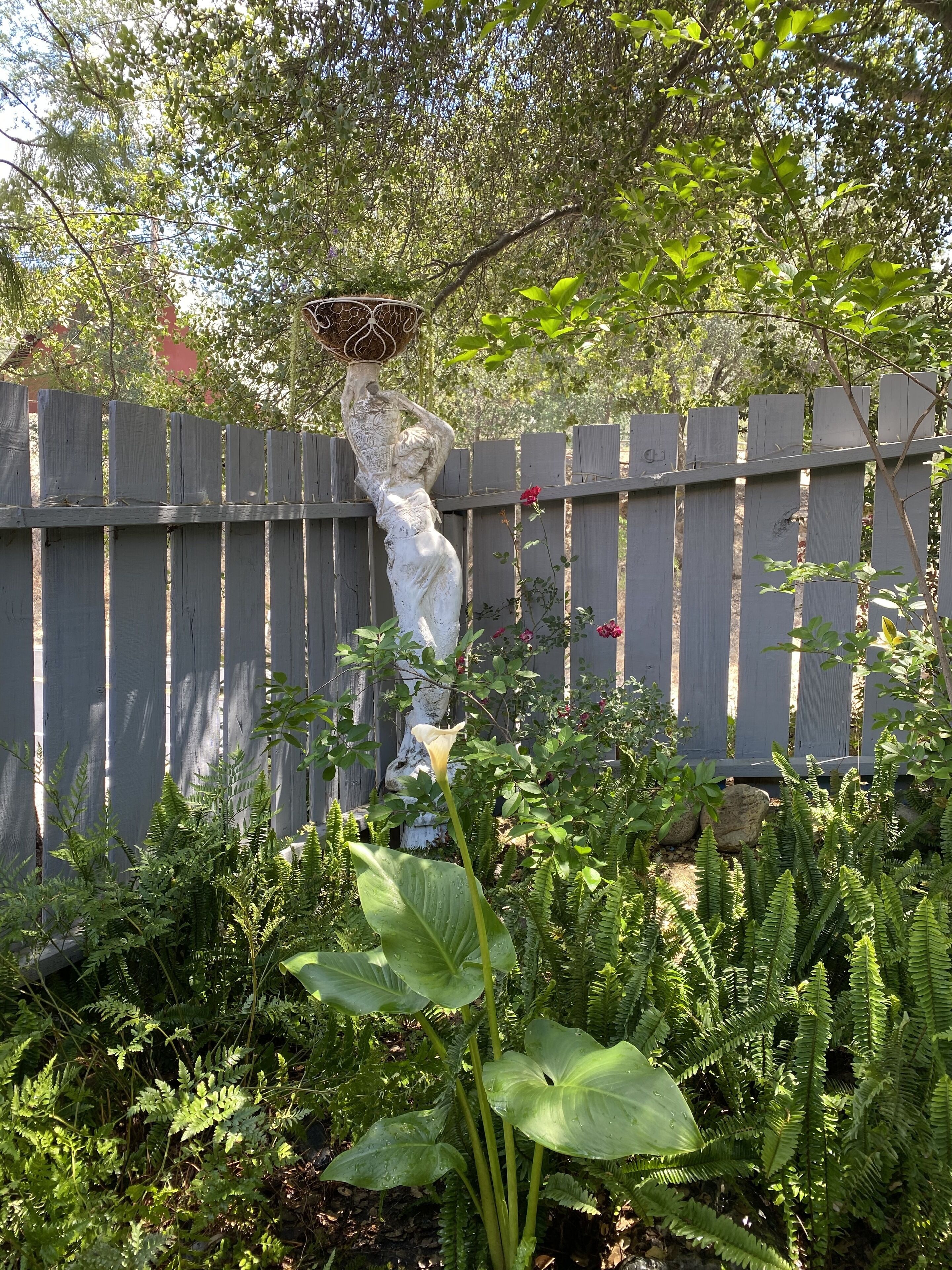 Un jardín con una estatua de mujer sosteniendo una cesta, rodeado de helechos y una cerca de madera.