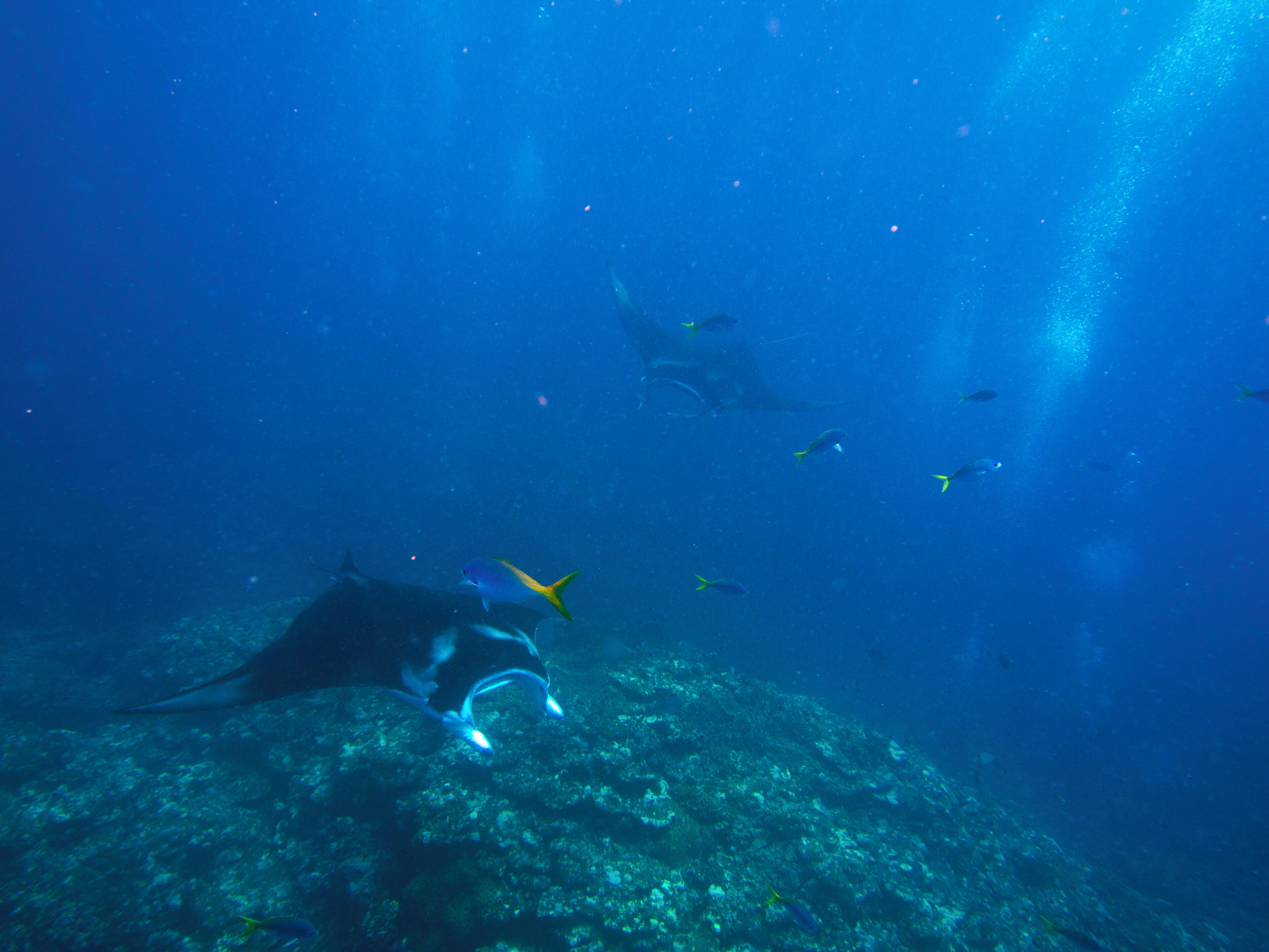 An underwater scene with a coral reef and various fish.