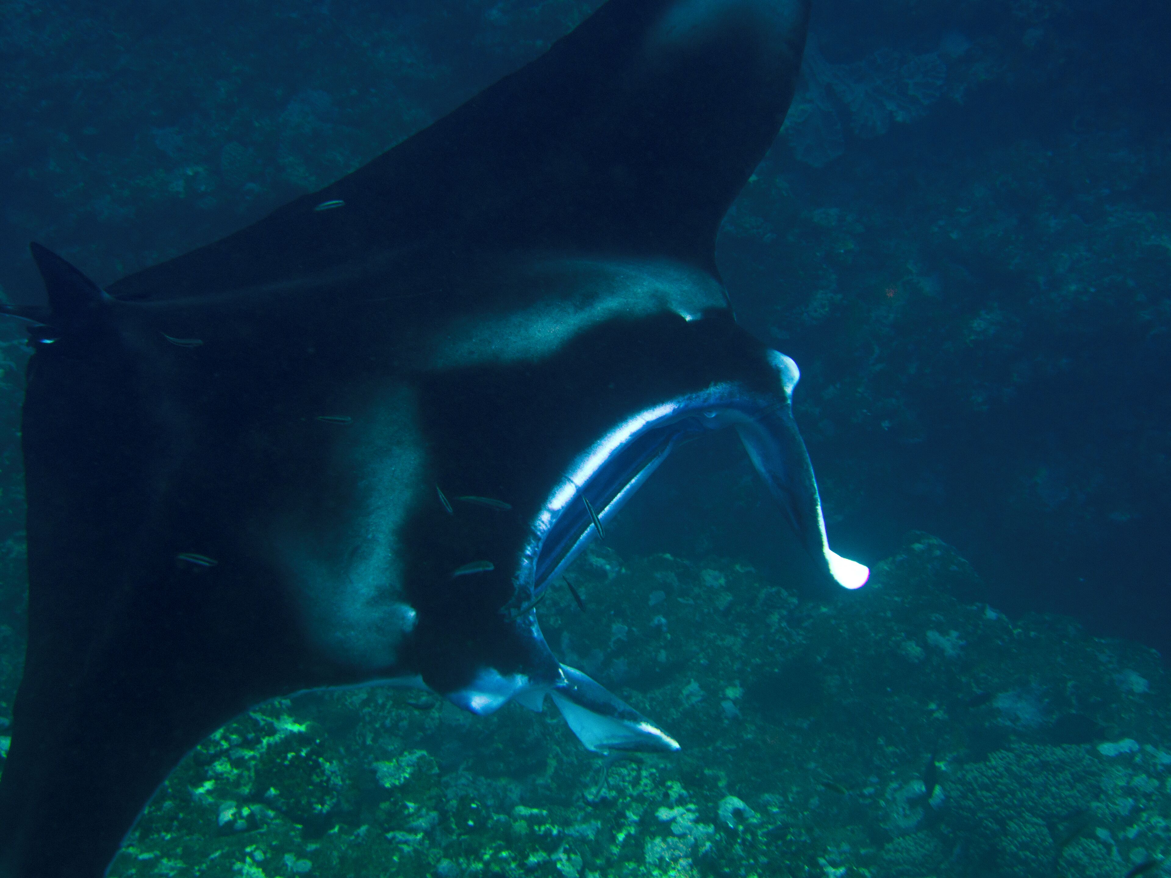 A shark with a visible mouth and teeth, swimming underwater.