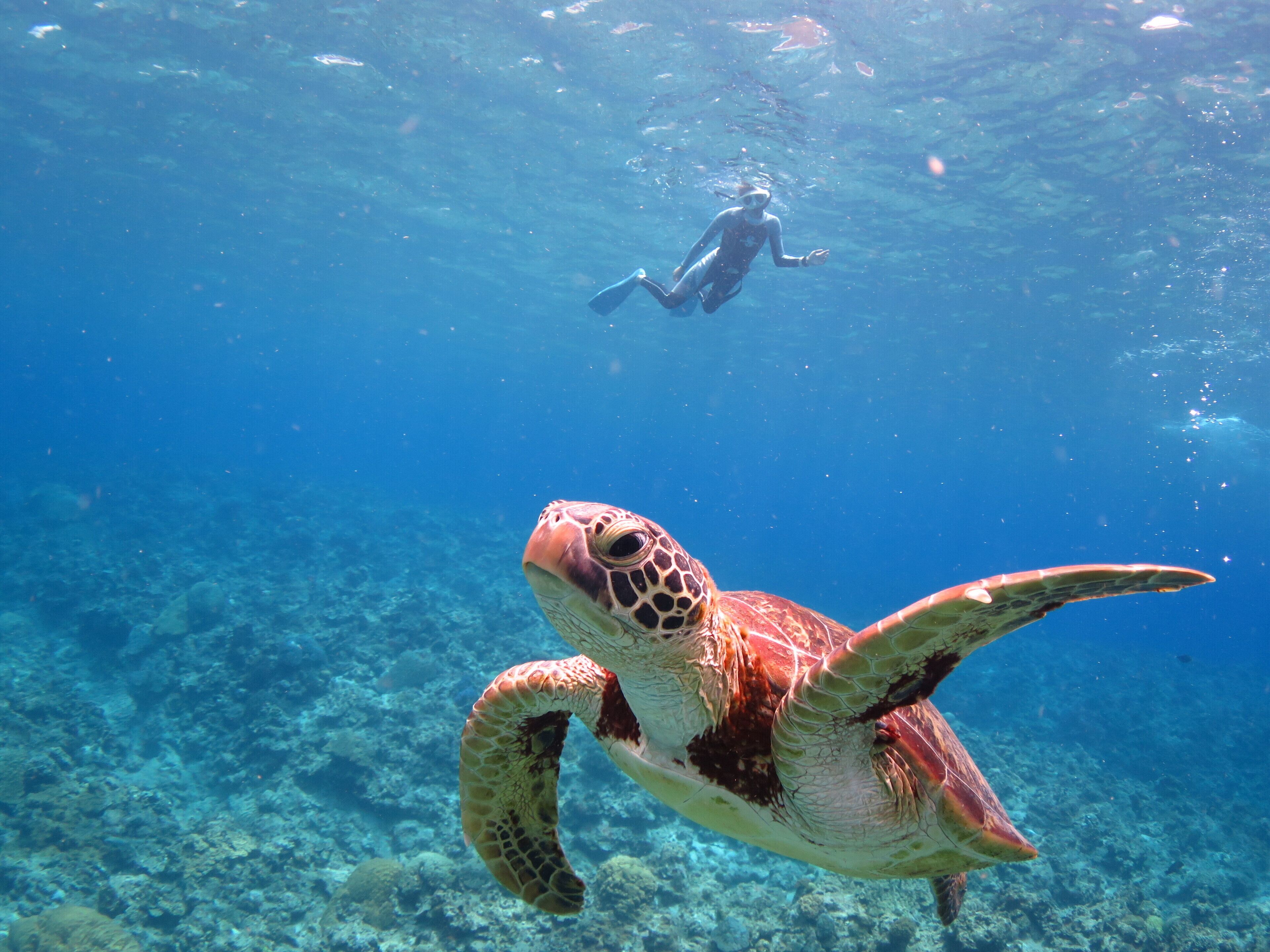 A diver swimming with a sea turtle in clear blue water.