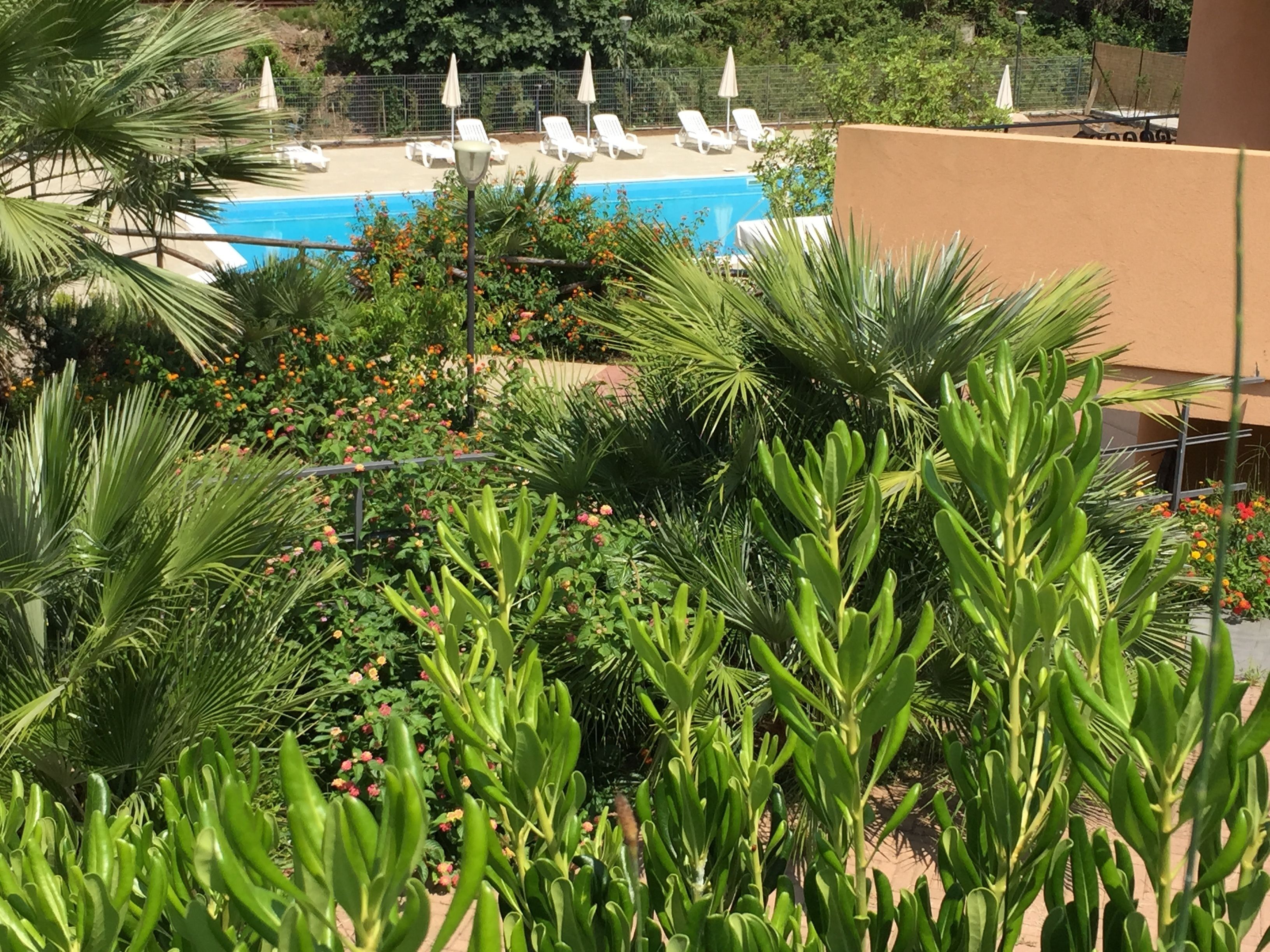 A pool area with lounge chairs and umbrellas, surrounded by lush greenery and flowering plants.