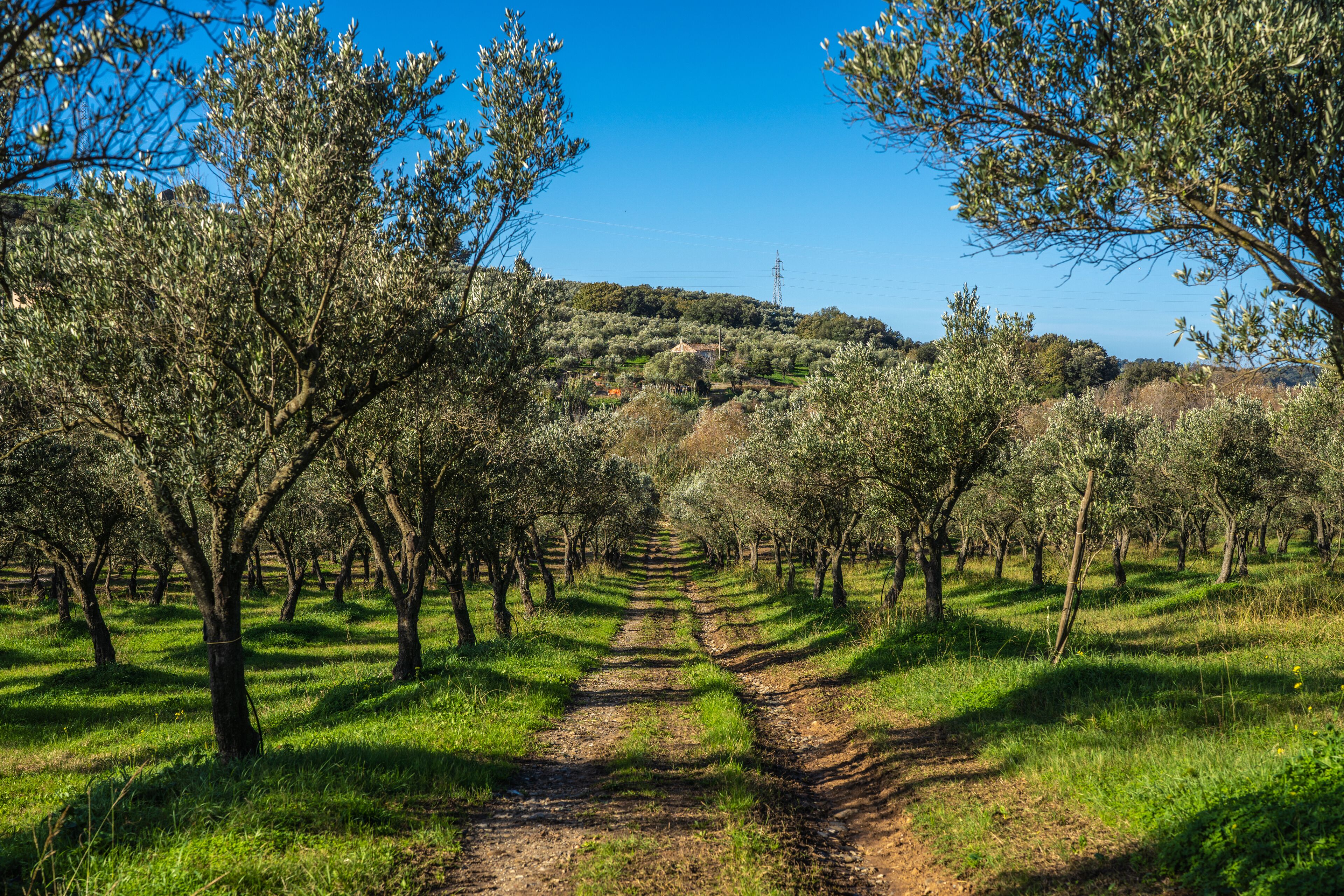 A pathway through an olive grove with trees on either side.