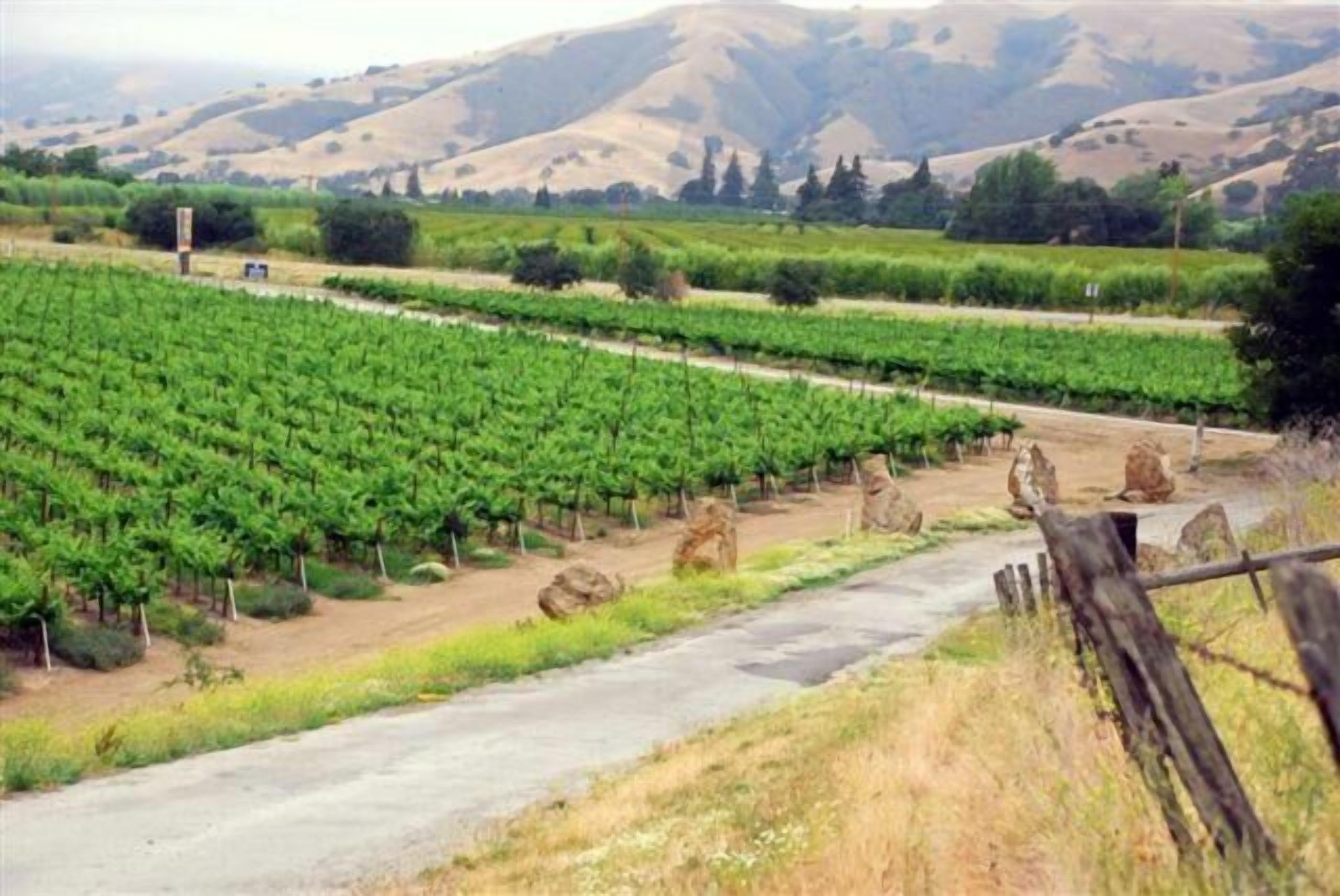 Un vignoble avec des rangées de vignes et un chemin de terre qui le traverse.