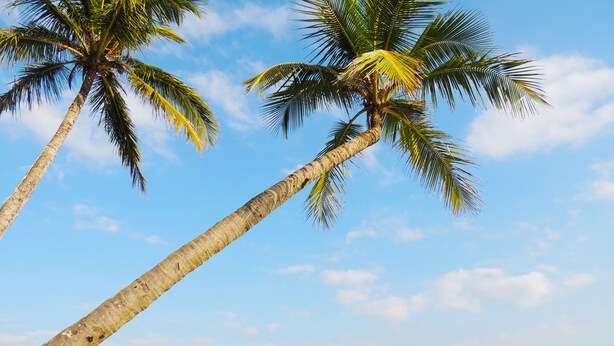 Una playa con palmeras, sombrillas y gente.