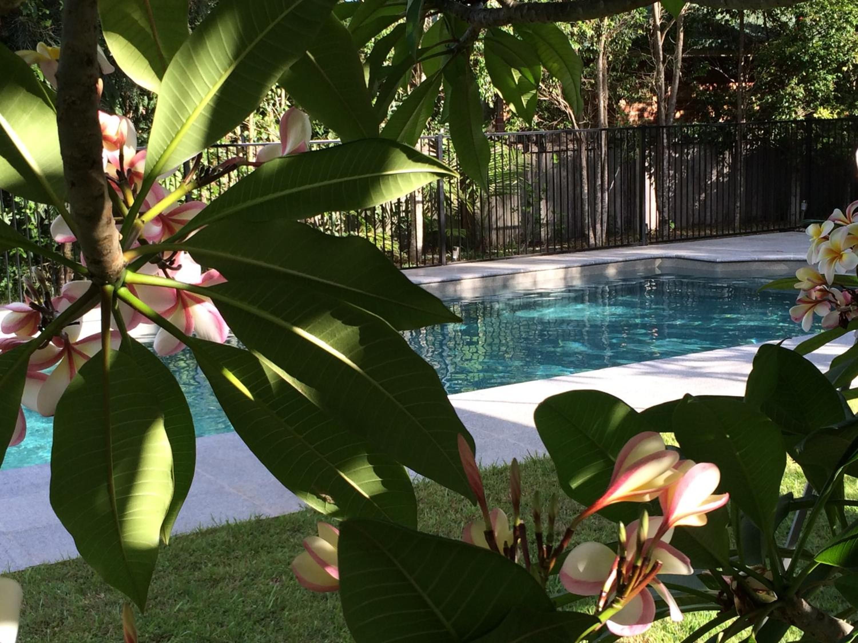 A swimming pool surrounded by lush greenery and a wooden fence.