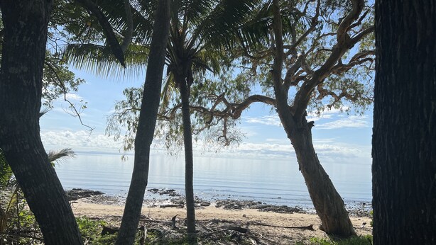A beach with trees in the foreground and a calm sea in the background. - Daintree Crocodylus (Cow Bay)