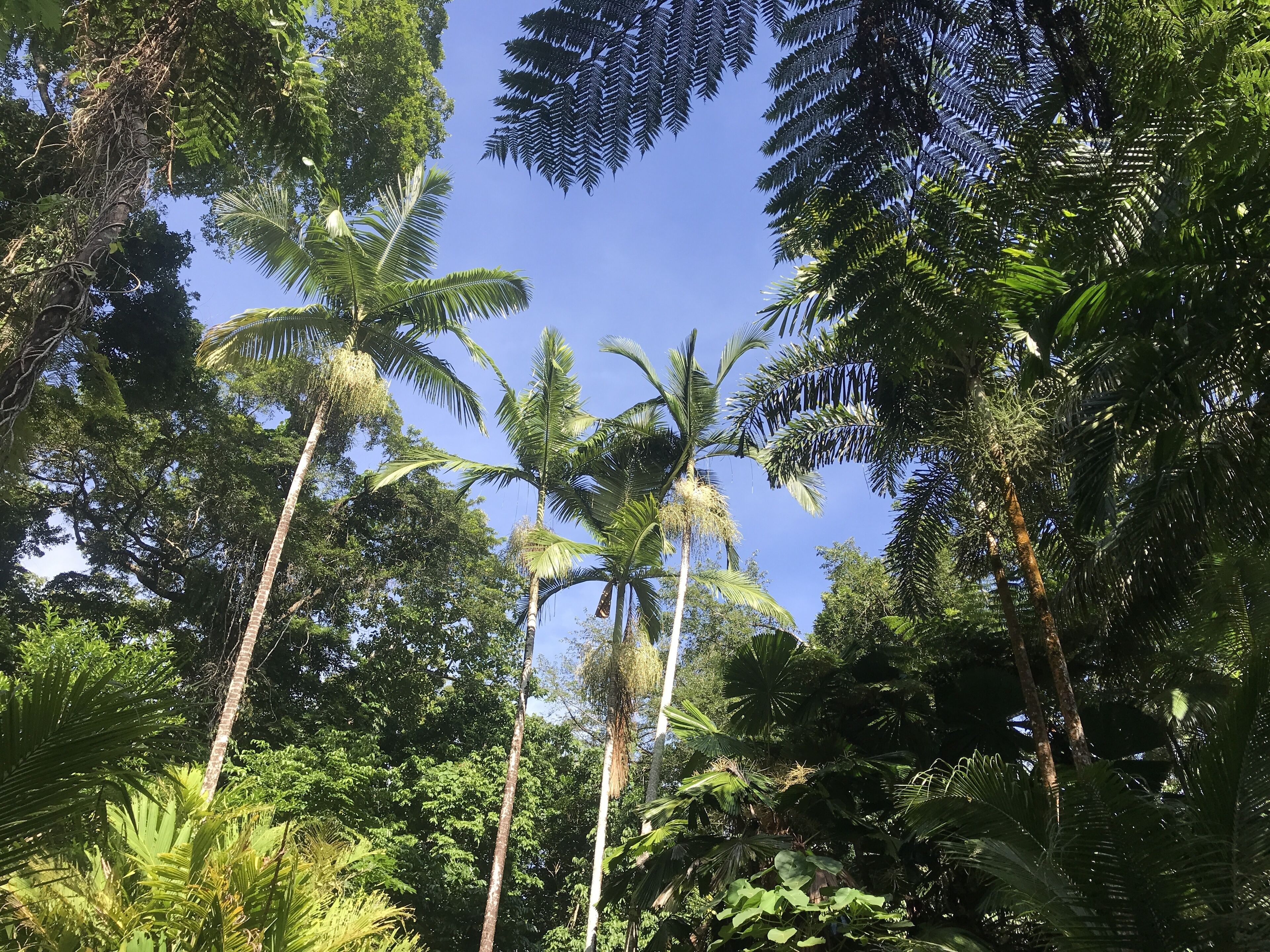 A dense tropical forest with tall palm trees and ferns.
