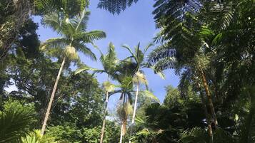 A dense tropical forest with tall palm trees and ferns.