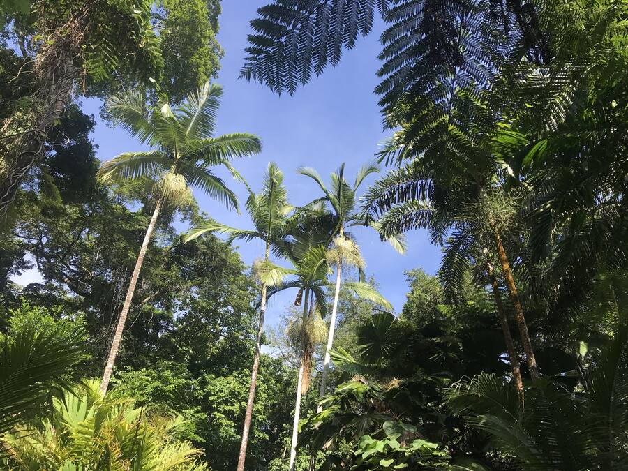 A dense tropical forest with tall palm trees and ferns.
