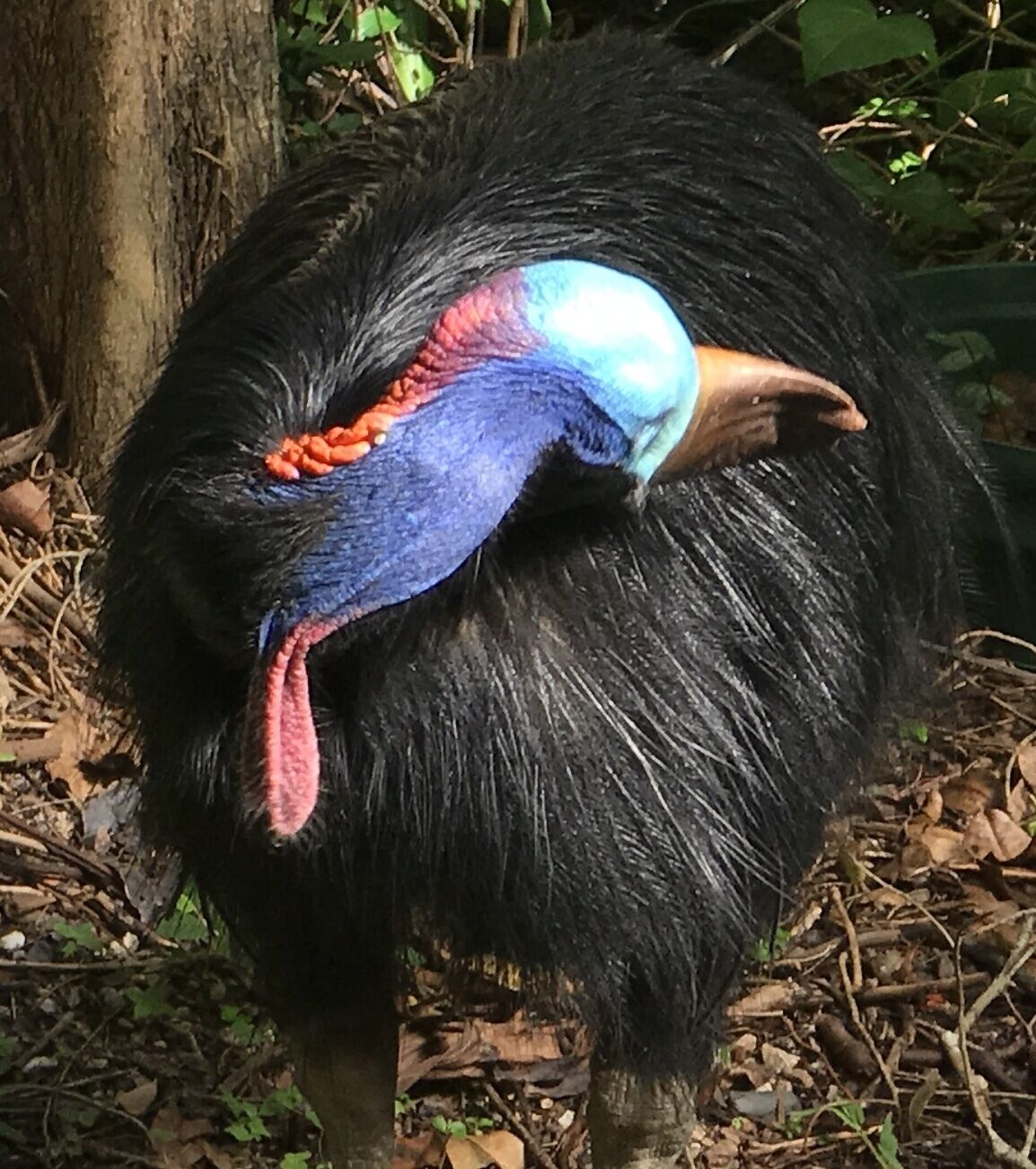 Ein Vogel mit schwarzen Federn und einem farbenfrohen Kopf.
